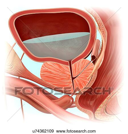 Stock Photo - Male bladder anatomy, illustration. Fotosearch