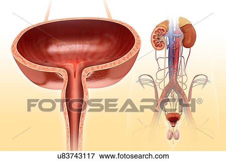 Stock Photo - Male bladder anatomy, illustration. Fotosearch
