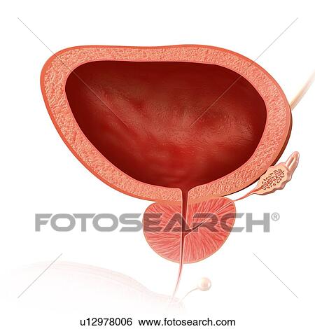 Stock Photograph - Male bladder and prostate gland, illustration. Fotosearch