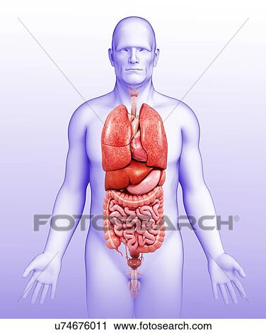 Stock Image - Male body organs, illustration. Fotosearch