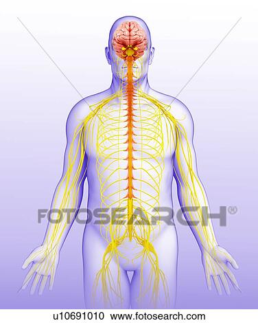 Stock Image - Male brain and nervous system, illustration. Fotosearch