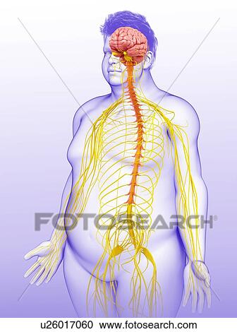 Male brain and nervous system, illustration View Large Photo Image Stock Image - Male brain and nervous system, illustration. Fotosearch
