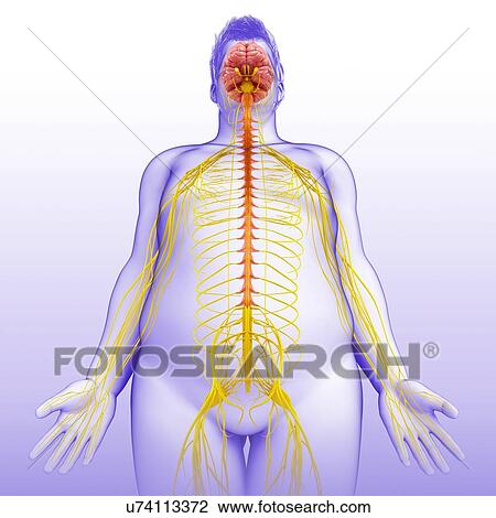 Male brain and nervous system, illustration View Large Photo Image Stock Image - Male brain and nervous system, illustration. Fotosearch