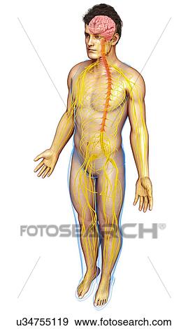 Stock Photo - Male brain and nervous system, illustration. Fotosearch