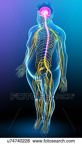Stock Photo - Male brain and nervous system, illustration. Fotosearch