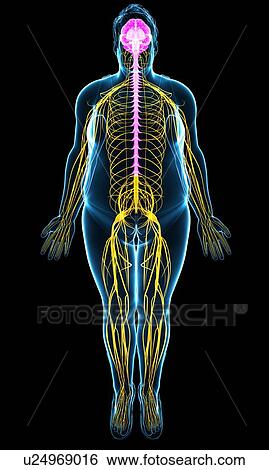 Stock Photograph - Male brain and nervous system, illustration. Fotosearch