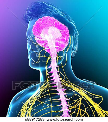 Stock Image - Male brain and spinal cord, illustration. Fotosearch