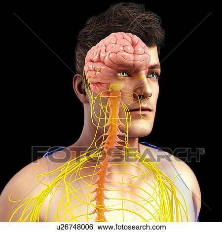 Male brain, spinal cord and nerves, illustration View Large Photo Image Stock Photograph - Male brain, spinal cord and nerves, illustration. Fotosearch