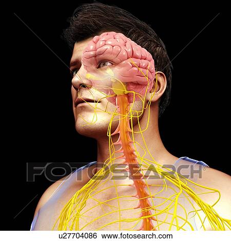 Stock Photograph - Male brain, spinal cord and nerves, illustration. Fotosearch