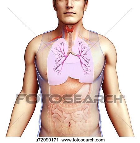 Male bronchi and lungs, illustration View Large Photo Image Stock Image - Male bronchi and lungs, illustration. Fotosearch