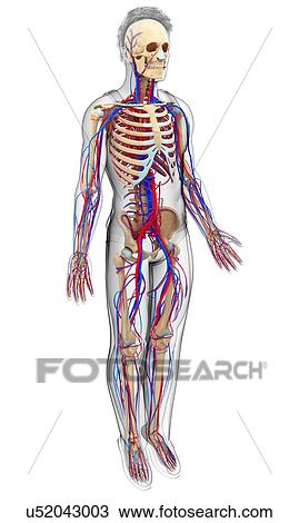 Stock Image - Male circulatory system, illustration. Fotosearch