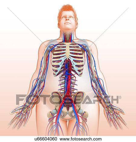 Stock Image - Male circulatory system, illustration. Fotosearch