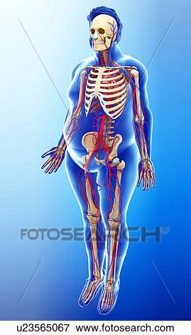 Stock Photo - Male circulatory system, illustration. Fotosearch