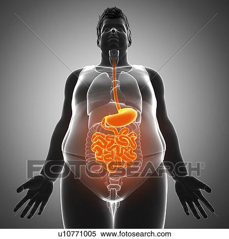 Male digestive system, illustration View Large Photo Image Stock Photography - Male digestive system, illustration. Fotosearch