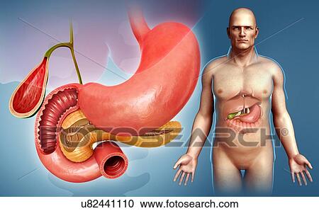 Male digestive system organs, illustration View Large Photo Image Stock Image - Male digestive system organs, illustration. Fotosearch
