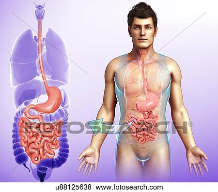 Male digestive system organs, illustration View Large Photo Image Stock Photo - Male digestive system organs, illustration. Fotosearch