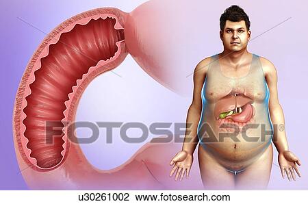 Stock Image - Male duodenum, illustration. Fotosearch