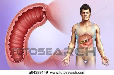 Stock Photo - Male duodenum, illustration. Fotosearch