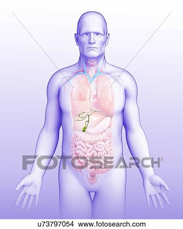Picture - Male gallbladder, illustration. Fotosearch