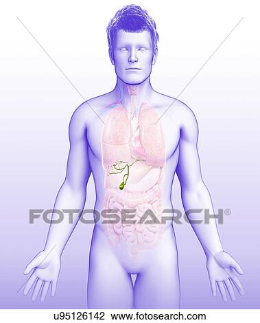 Stock Image - Male gallbladder, illustration. Fotosearch
