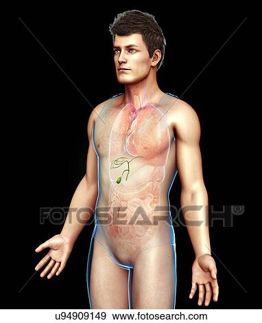 Stock Photo - Male gallbladder, illustration. Fotosearch