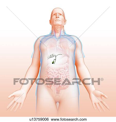 Stock Photograph - Male gallbladder, illustration. Fotosearch
