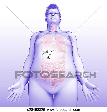 Stock Photography - Male gallbladder, illustration. Fotosearch