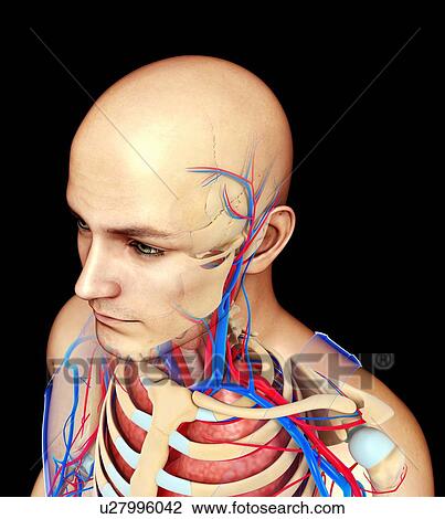 Stock Image - Male head and chest anatomy, illustration. Fotosearch