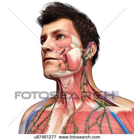 Stock Photo - Male head and chest anatomy, illustration. Fotosearch