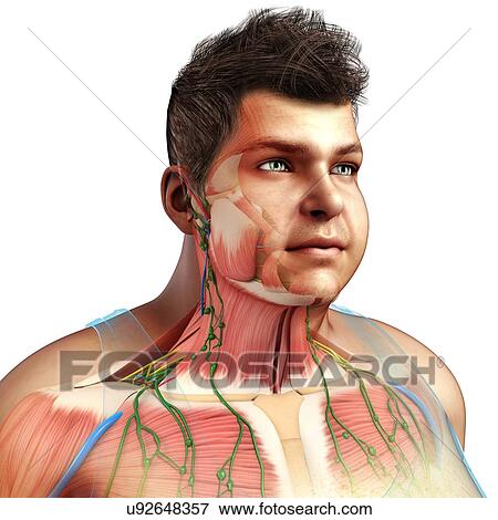 Male head and chest anatomy, illustration View Large Photo Image Stock Photo - Male head and chest anatomy, illustration. Fotosearch