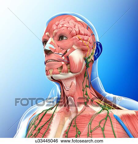 Stock Photograph - Male head and chest anatomy, illustration. Fotosearch