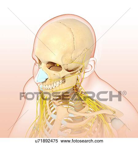 Stock Photography - Male head and chest bones and nerves, illustration. Fotosearch