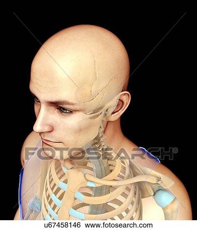 Stock Photograph - Male head and chest bones, illustration. Fotosearch