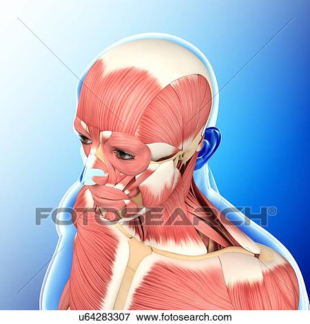 Stock Photo - Male head and chest muscles, illustration. Fotosearch