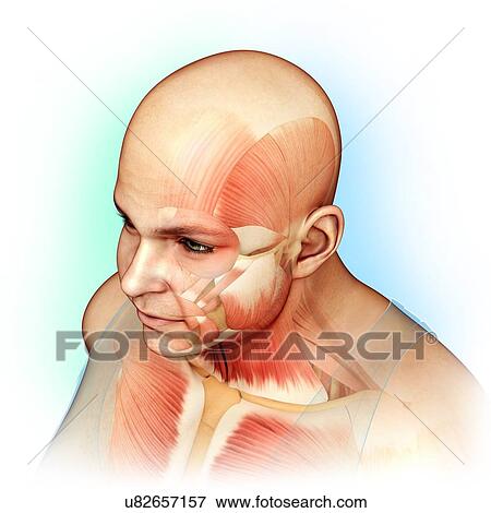 Male head and chest muscles, illustration View Large Photo Image Stock Photo - Male head and chest muscles, illustration. Fotosearch