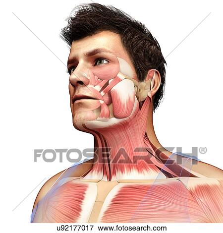 Male head and chest muscles, illustration View Large Photo Image Stock Photo - Male head and chest muscles, illustration. Fotosearch