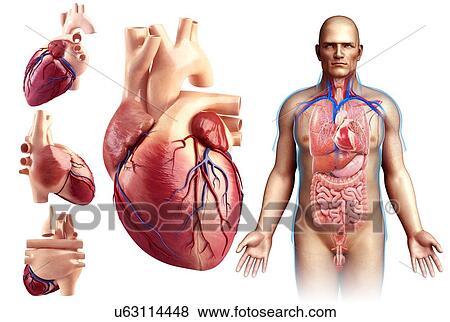 Male heart anatomy, illustration View Large Photo Image Stock Photo - Male heart anatomy, illustration. Fotosearch