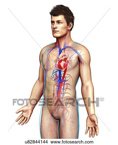 Picture - Male heart and blood vessels, illustration. Fotosearch