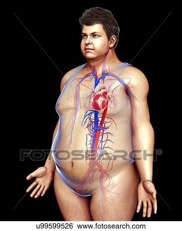 Male heart and blood vessels, illustration View Large Photo Image Stock Photograph - Male heart and blood vessels, illustration. Fotosearch
