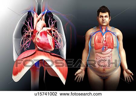 Male heart and diaphragm, illustration View Large Photo Image Stock Image - Male heart and diaphragm, illustration. Fotosearch