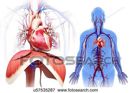 Male heart and diaphragm, illustration View Large Photo Image Stock Photo - Male heart and diaphragm, illustration. Fotosearch