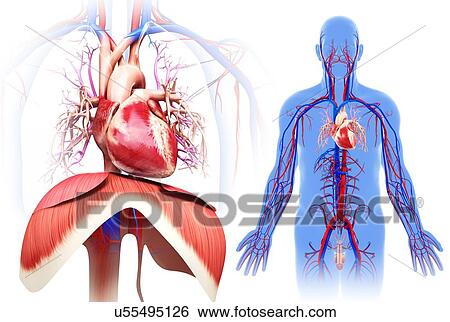 Male heart and diaphragm, illustration View Large Photo Image Stock Photograph - Male heart and diaphragm, illustration. Fotosearch