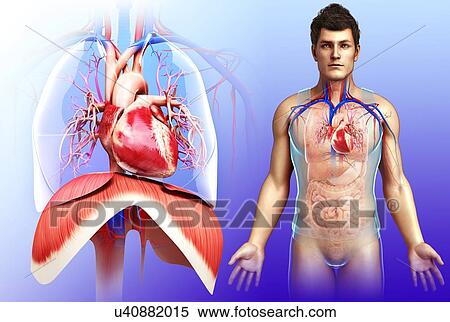 Stock Photography - Male heart and diaphragm, illustration. Fotosearch