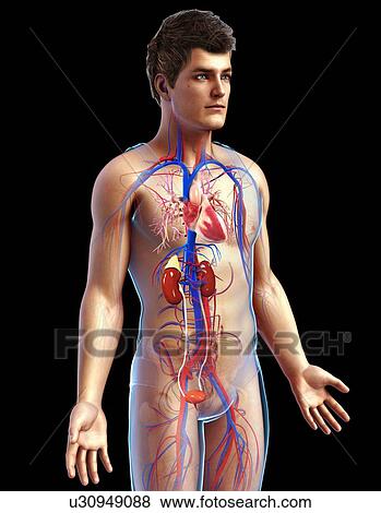 Stock Photo - Male heart and kidneys, illustration. Fotosearch