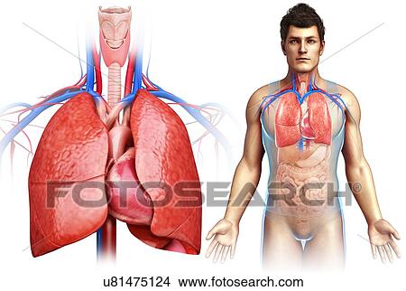 Picture - Male heart and lungs, illustration. Fotosearch