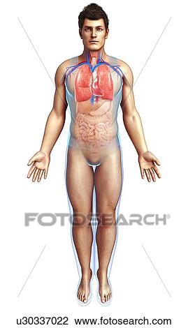 Stock Image - Male heart and lungs, illustration. Fotosearch