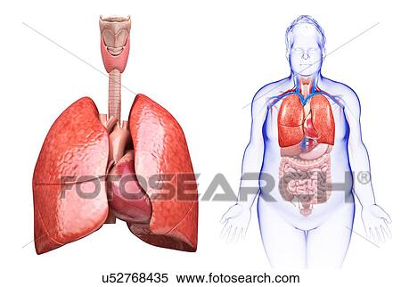 Stock Photography - Male heart and lungs, illustration. Fotosearch