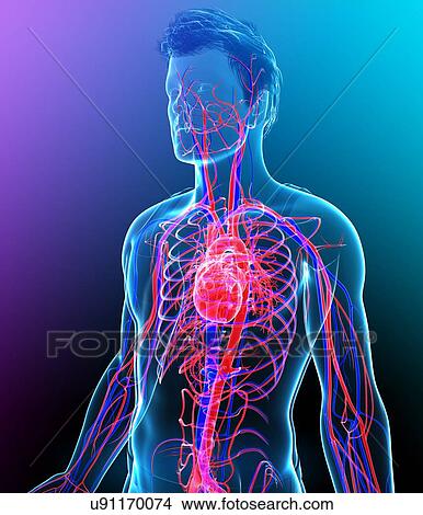 Picture - Male heart, illustration. Fotosearch