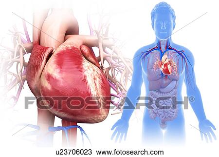 Male heart, illustration View Large Photo Image Stock Image - Male heart, illustration. Fotosearch