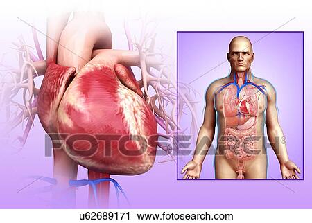 Male heart, illustration View Large Photo Image Stock Image - Male heart, illustration. Fotosearch